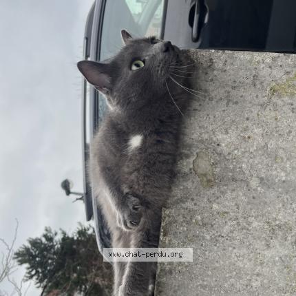 Photo 1/1 Chat trouvé Trouvé à La madeleine