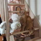 Photo de chat perdu à Le Lioran