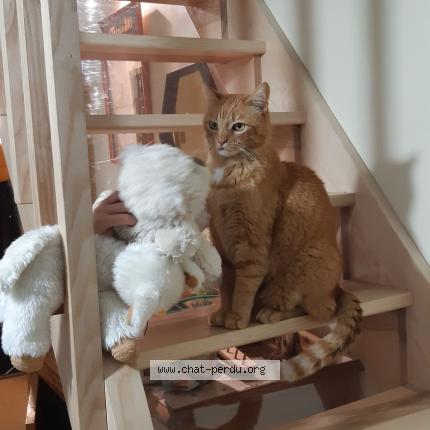 Photo 1/1 Rocky Chat perdu à Le lioran