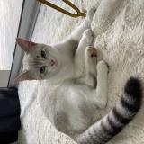 Photo de chat perdu à Pont De L Isere