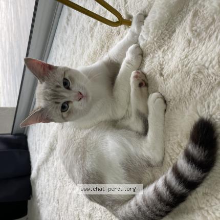 Photo 1/1 Mia Chat perdu à Pont de l isere