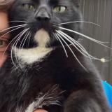 Photo de chat perdu à Medreac