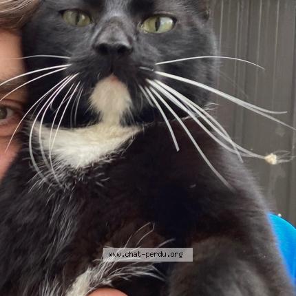 Photo 1/1 Bmabou Chat perdu à Medreac