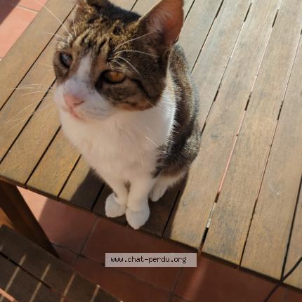 Photo 1/1 Kaya Chat perdu à Hyeres