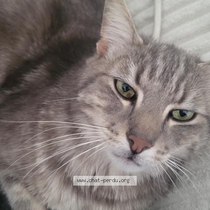 Photo 1/2 Chat retrouvé Perdu à Besancon