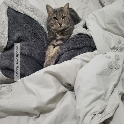 Photo 2/2 Chat retrouvé Perdu à Besancon