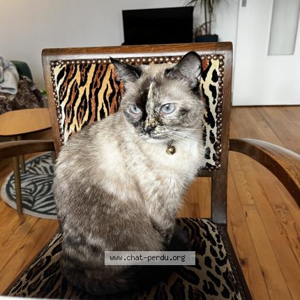 Photo 1/1 Freya Chat perdu à La rochelle