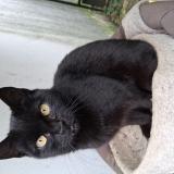 Photo de chat perdu à Aulnay Sous Bois