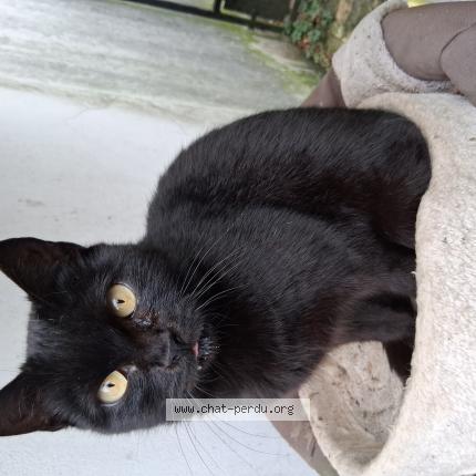 Photo 1/1 Fidji Chat perdu à Aulnay sous bois