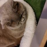 Photo de chat perdu à Arlon