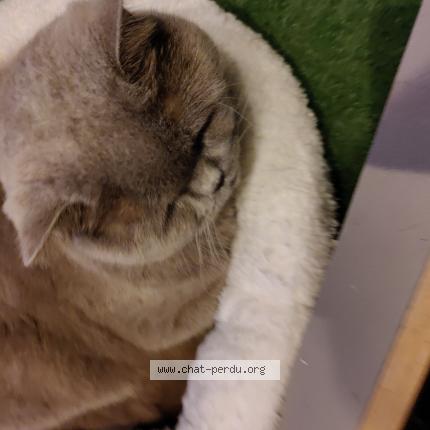 Photo 1/1 Pimousse Chat perdu à Arlon