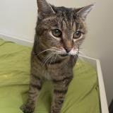 Photo de chat trouvé à Lille