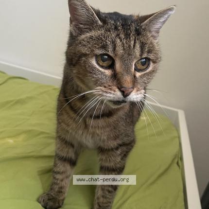 Photo 1/1 Chat trouvé Trouvé à Lille