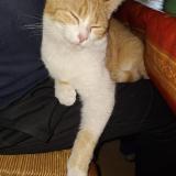 Photo de chat perdu à Arnac La Poste