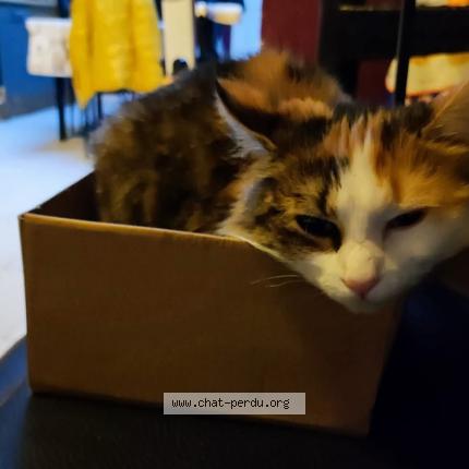 Photo 1/1 Chipie Chat perdu à Seraing