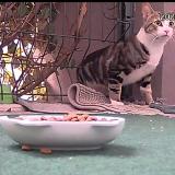 Photo de chat trouvé à Bagneux