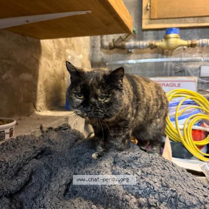 Photo 1/1 Chat trouvé Trouvé à Vuadens