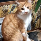 Photo de chat perdu à Lalinde