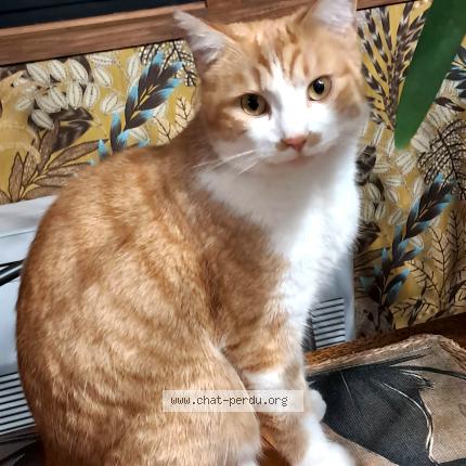 Photo 1/1 Mich&egrave;le Morala Chat perdu à Lalinde