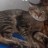 Photo de chat perdu à Pretoria