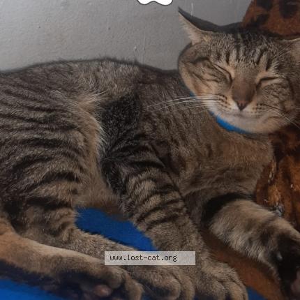 Photo 1/1 Alvin Chat perdu à Pretoria