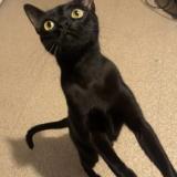 Photo de chat perdu à Mourenx