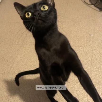 Photo 1/1 Bibou Chat perdu à Mourenx