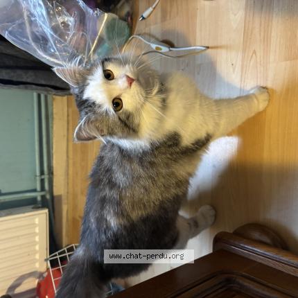 Photo 1/1 Chat trouvé Trouvé à Villepinte