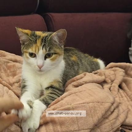 Photo 1/1 Chat retrouvé Perdu à Uckange