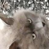 Photo de chat trouvé à Bugeat