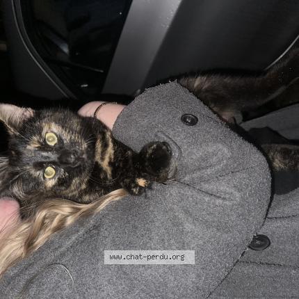 Photo 1/1 Chat retrouvé Trouvé à Marmande