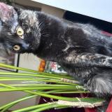 Photo de chat perdu à Aix Les Bains