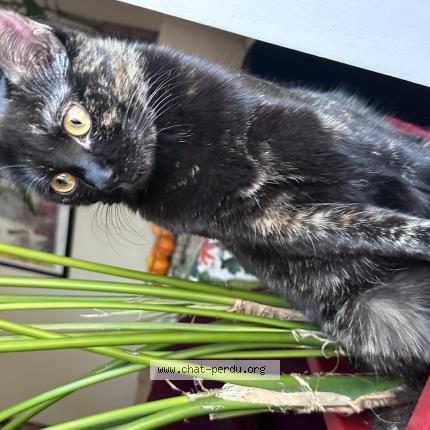 Photo 1/1 Olive Chat perdu à Aix les bains