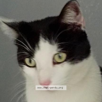 Photo 1/1 Chat retrouvé Perdu à Mesnil sur l estree