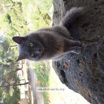 Photo 1/1 Chat retrouvé Perdu à Ollioules