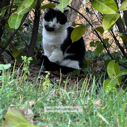 Photo 1/1 Chat retrouvé Trouvé à Cergy