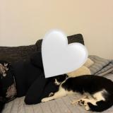 Photo de chat perdu à Aucamville