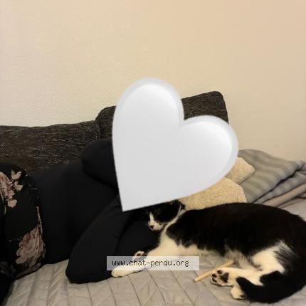 Photo 1/1 Gaspard Chat perdu à Aucamville