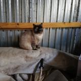 Photo de chat trouvé à Plounez