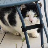 Photo de chat trouvé à Castelmaurou