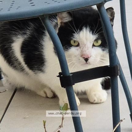 Photo 1/1 Chat trouvé Trouvé à Castelmaurou