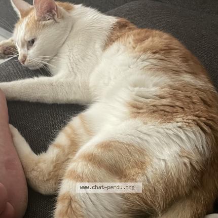 Photo 1/1 Corail Chat perdu à Marmande