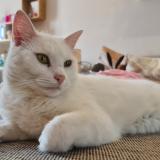 Photo de chat perdu à Wanze