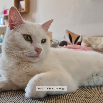 Photo 1/1 Lucifer Chat perdu à Wanze
