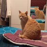 Photo de chat perdu à Chamalieres