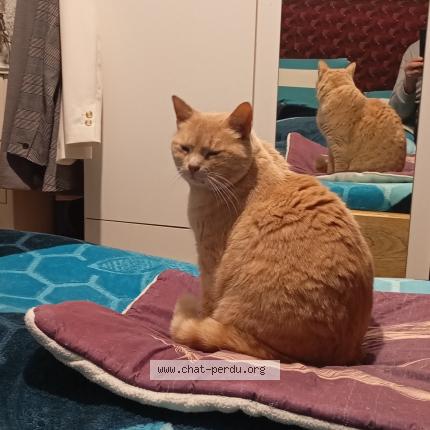 Photo 1/1 Numba Chat perdu à Chamalieres