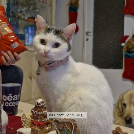 Photo 1/1 Chat retrouvé Perdu à La louviere