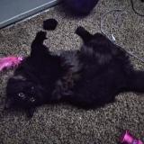 Photo de chat perdu à Waxahachie