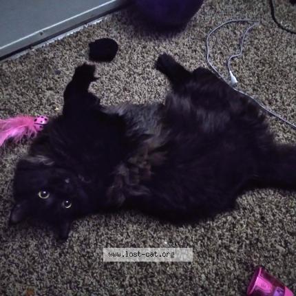 Photo 1/1 Kitty Chat perdu à Waxahachie