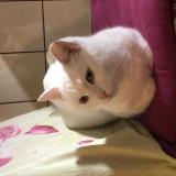 Photo de chat perdu à Bruxelles